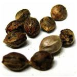 Семена марихуаны АК-47  (Seeds AK-47) в Мышкине